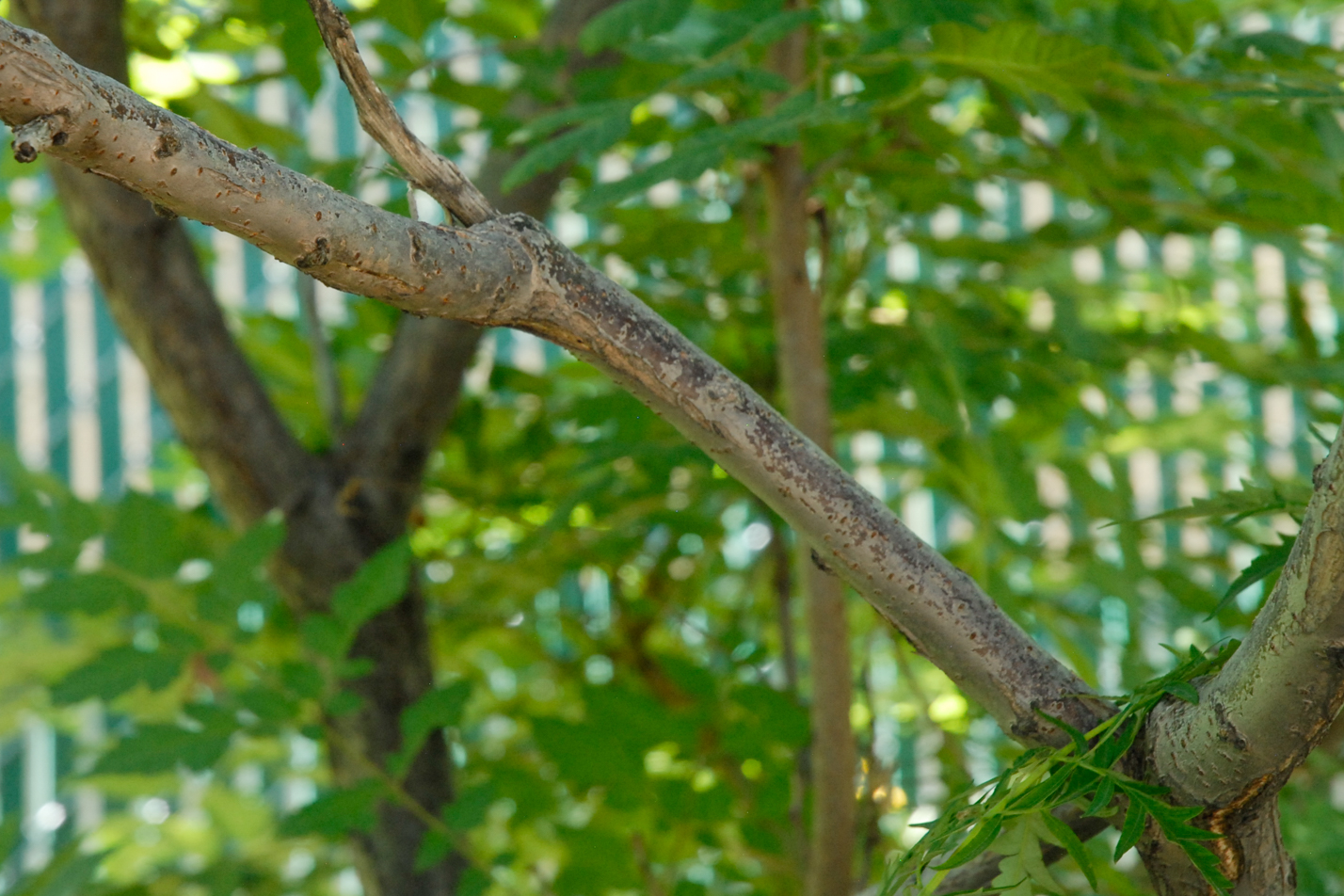 Cutleaf Smooth Sumac